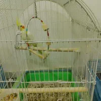 طوطی عروس لوتینو|پرنده|نظرآباد, شهرک سید جمال الدین|دیوار