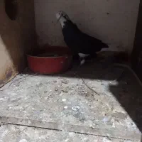 کبوترهای شازده سبزوشازده سیاه بسیارزیبا|پرنده|قائمشهر, |دیوار