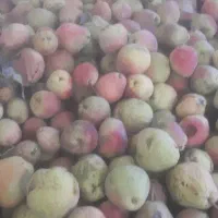 گلابی۳۰هزار