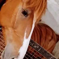 اسب مادیان دره شور شجره دار ومدرک دار