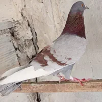 کفتر نر هما پرشی