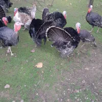 بوقلمون وقوغازنر