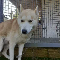 سگ هاسگی|سگ|شفت, |دیوار