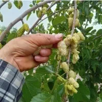 باغ ۱۰۰۰ متری چهار فصل(روستای اندیس)|فروش دفتر صنعتی، کشاورزی، تجاری|قم, نیروگاه|دیوار