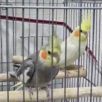 دو عدد عروس هلندی (نر)(ماده) به همراه قفس ۱۰۳۲|پرنده|شهریار, شهریار|دیوار