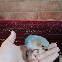 دو عدد کوتوله تازه دون خور شده|پرنده|شهرکرد, |دیوار