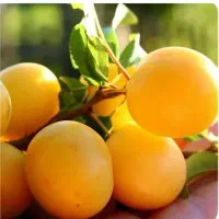 آلو بخار درجه یک