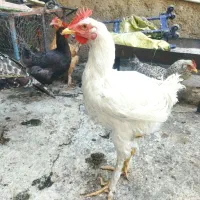 فروشی دهدشت|حیوانات مزرعه|دهدشت, |دیوار