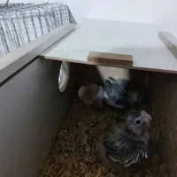 عروس هلندی جفتی همراه با قفس وجوجه|پرنده|الوند, |دیوار