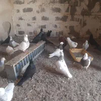 دمسفید وطوقی