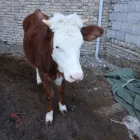 گوساله ماده شرابی