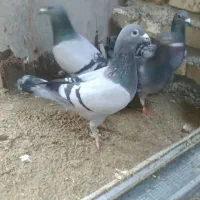 پرنده مسافتی جواب داده