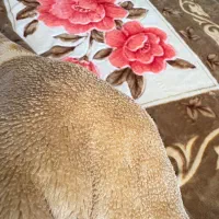 پتو گلبافت