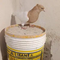 ماده کله زرد