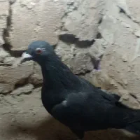 زاغ پرشی|پرنده|خوسف, |دیوار