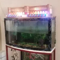 آکواریوم به همراه همه لوازم فقط و فقط۴میلیون|ماهی|نجفآباد, جعفرآباد|دیوار