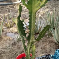 گل ها فروشی|گل و گیاه طبیعی|کنارک, |دیوار