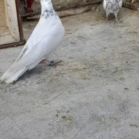 کبوتر|پرنده|اشکذر, |دیوار