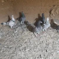 س چند جفت کبوترسالم سرمست المانی|پرنده|سورک, |دیوار