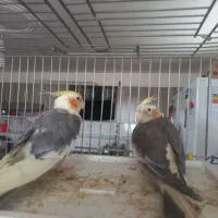 فروشعروسهلندیمولد|پرنده|کبودرآهنگ, |دیوار