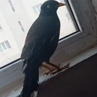 مرغ مینا سخنگو
