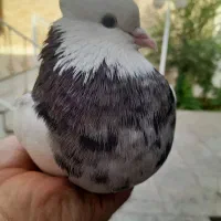 نر سرخ خال سیاه