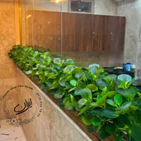 باکس گیاه کنار دیواری فلاورباکس گیاه قاشقی|گل مصنوعی|تهران, بروجردی|دیوار