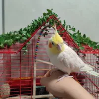 عروس هلندی دستی