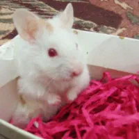 همستر سوری فقط همه باهم