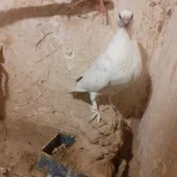 کبوتر|پرنده|ورامین, شهرک مدرس|دیوار