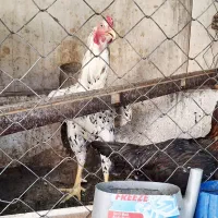 مرغ وخروس لاری اصیل دانگ بالا