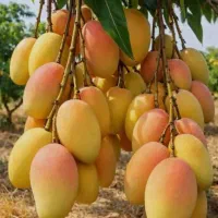 ۳۵ تن انبه در هکتار برداشت کن