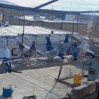 کبوتر کفتر|پرنده|شیراز, شهرک قمشه|دیوار