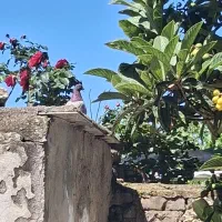 کبوتر سرخ پرشی