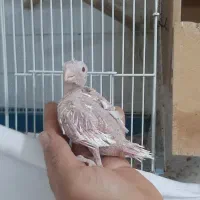 عروس هلندی آلبالو با جوجه|پرنده|نوشهر, |دیوار