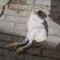 تلفات مرغ تازه