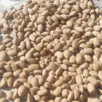 بادام درختی دیم درجه1