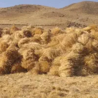 خرید گندم