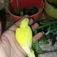 مرغ عشق سرلاکی انگلیسی رینبو اسپانگل گریدB|پرنده|ایرانشهر, |دیوار