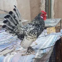 خروس سبرایت جوان