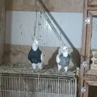 طوقی زرین نسل  کردستان سقز