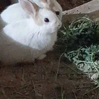 خرگوش خانگی|موش و خرگوش|برخوار, |دیوار