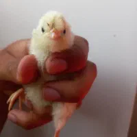 جوجه لاری جوجه گلین