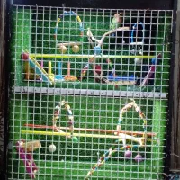 سلام قفس شیک خوشکل دوطبقه