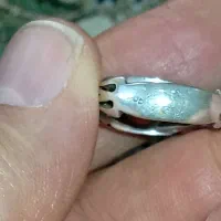 انگشتر نقره اوپال opallدرجه یک|کلکسیون اشیاء عتیقه|تهران, نیروی هوایی (پیروزی)|دیوار