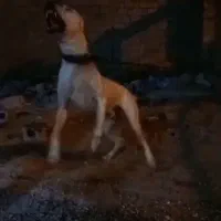 فروش توله داگو ماده  چهارمحال وبختیاری