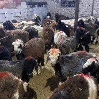 ۴۶ بره سپیدان