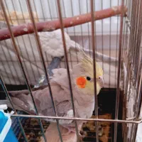 فروش عروس هلندی