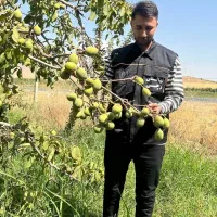 ارائه نهال گردو جمال پیوندی