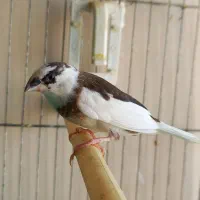 فنچ بنگالی نر|پرنده|هشتگرد, تهران دشت|دیوار